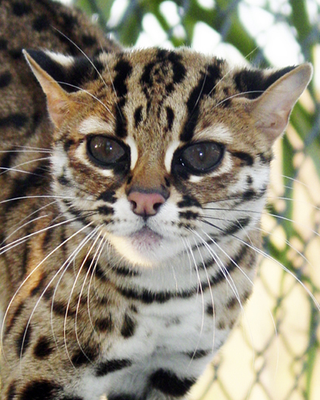 Illustration for article titled Caturday - Prionailurus bengalensis Edition
